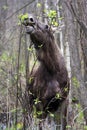 Single female Moose - Eurasian Elk Ã¢â¬â in a forest thicket in spring season Royalty Free Stock Photo